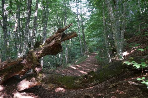 Visitare Il Parco Nazionale Della Sila In Calabria Tutte Le Info