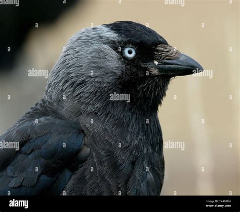 Eurasian jackdaw feeding young hi-res stock photography and images - Alamy