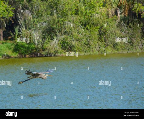 Great Blue Heron flying Stock Photo - Alamy