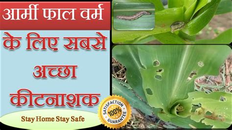 Fall Armyworm Fall Armyworm In Maize Fall Armyworm Insect In Maize Youtube