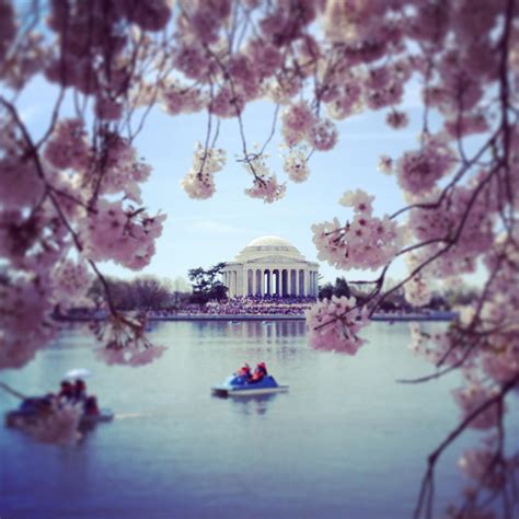 Cherry Blossoms and Jefferson Memorial Washington DC Photograph by Katie Baroody - Fine Art America