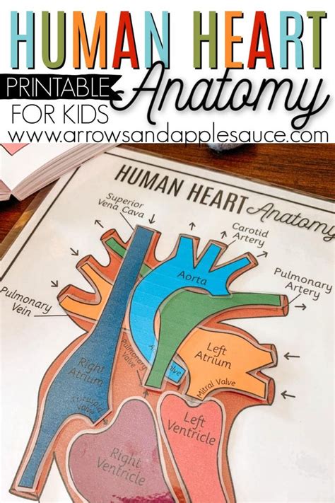 Heart Anatomy For Kids Printable And Resources Anatomy Lessons Heart