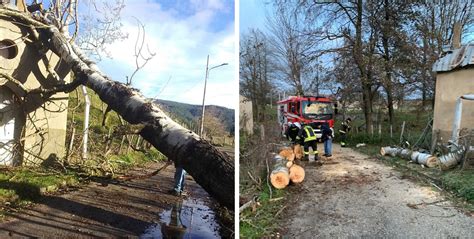 Maltempo Forte Vento In Calabria Alberi Sradicati In Sila