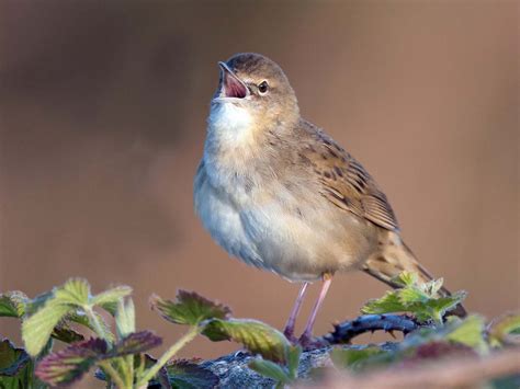 Tuesday 19th April 2022 Cornwall Birds CBWPS