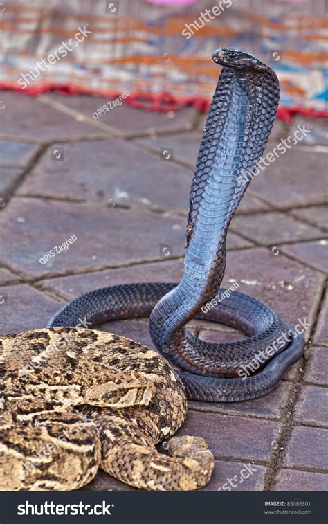 Egyptian Cobra Naja Haje Species Genus Stock Photo 85086301 Shutterstock