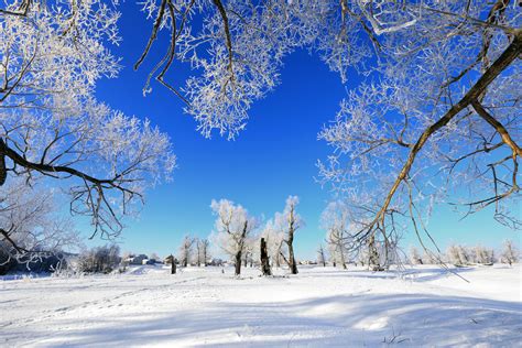 45589499 - winter landscape frost oaks in sunny frosty morning ...