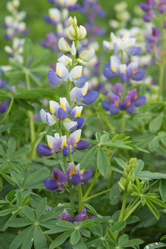 Lupinus Mutabilis Var Cruckshankii Javelin Blue Takii Europe B V