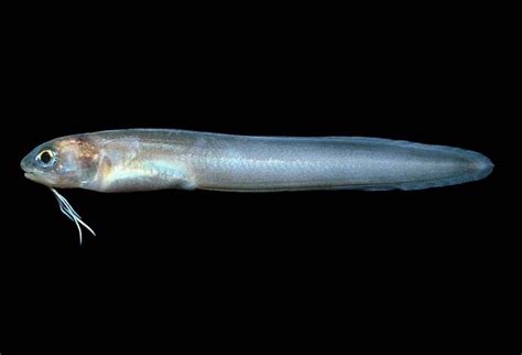 Real Monstrosities: Cusk-eel