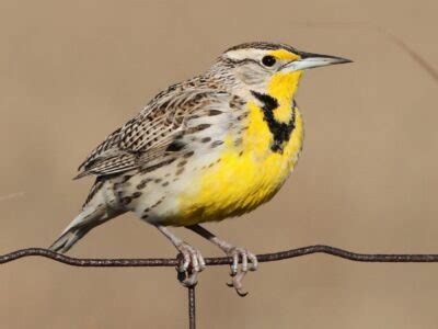 State Bird of Kansas | Western meadowlark | Symbol Hunt