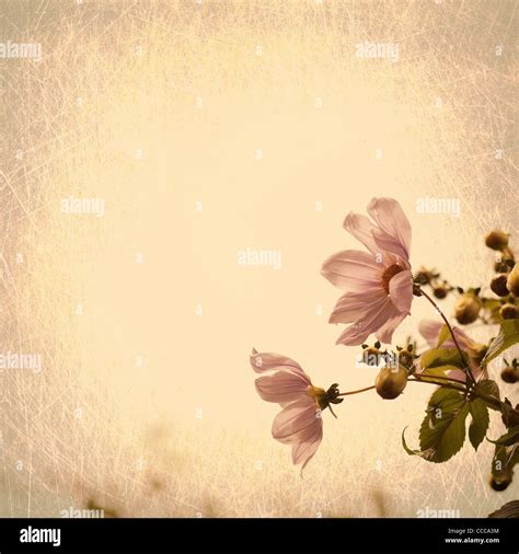 Bright wedding beige vintage wallpaper hi-res stock photography and ...