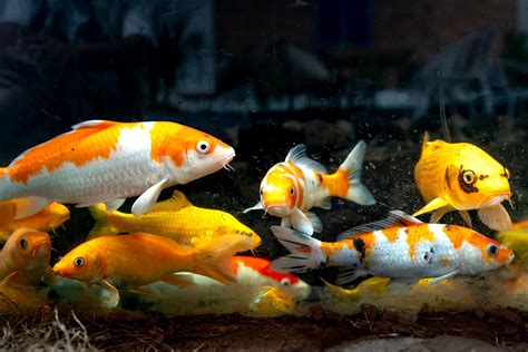 Top 10 Freshwater Fish Species for Beginners – PetEarnest