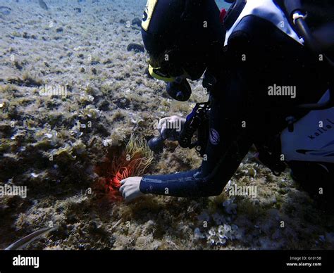 Diving In Arch Area Formentera Balearic Islands Mediterranean Sea