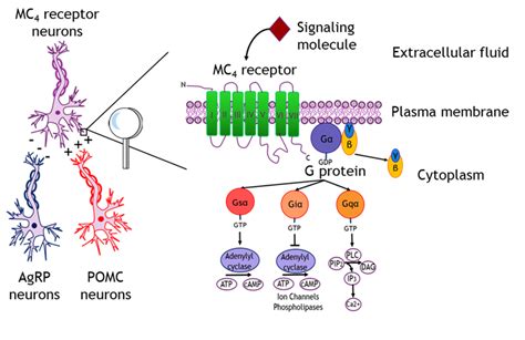 Melanocortin Receptors THE GPCR WORKGROUP