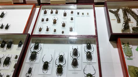 Inaugurada Con 11000 Ejemplares La Casa Museo De Insectos De Puebla De