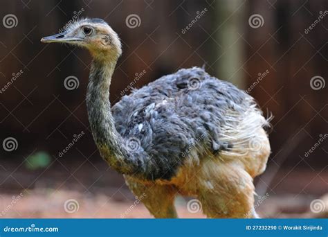 Rhea Bird stock photo. Image of greater, standing, animal - 27232290