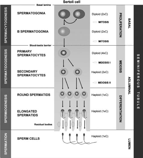 Spermatogenesis Flow Chart