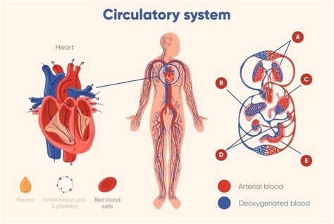 Sistem Peredaran Darah Manusia Dan Komponen Pendukungnya Materi