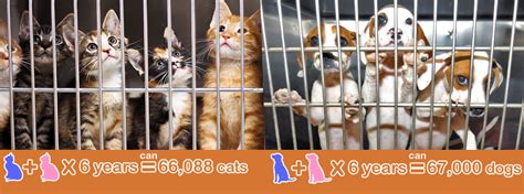 LOW COST SPAY/NEUTER OPTIONS | PAWS Shelter of Central Texas