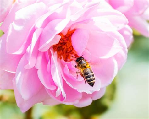 How To Attract Pollinators To Your Rose Garden Tips And Tricks