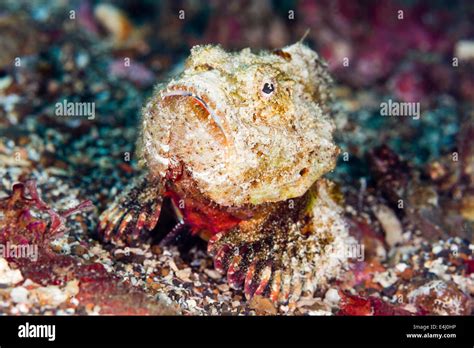 Humpback Scorpionfish Scorpaenopsis Diabolus Lembeh Strait Indonesia