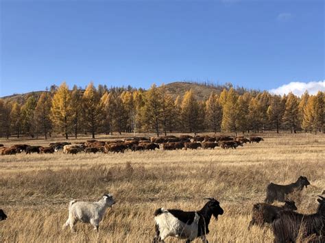 the beauty of animal wildlife in the steppe (4) - Taste & Travel