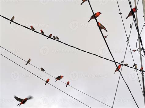 red birds on electric power lines 11971646 Stock Photo at Vecteezy