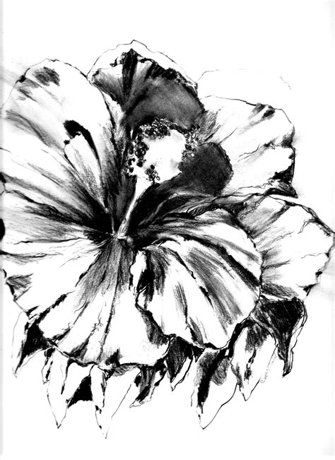 Hibiscus Flower Pencil Drawing At Paintingvalley Explore