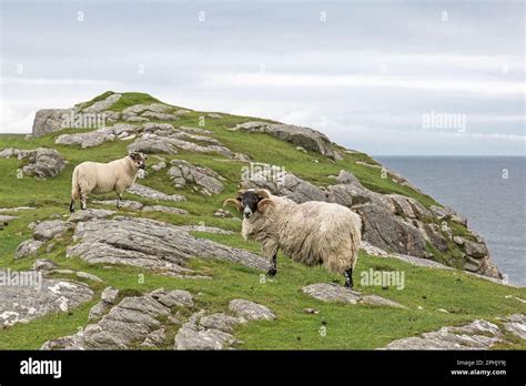 Ram With Winded Horns And Ram Lamb Standing On Rocky Headland Lewis