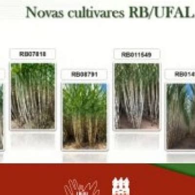 Variedades De Cana De A Car Da Ufal T M Alta Produtividade Agr Cola