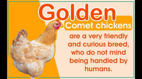 Vital Information About The Popular Golden Comet Chicken Breed Youtube