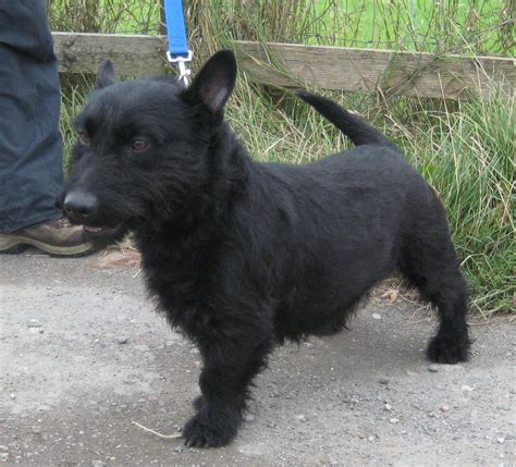 Dillon 5 Year Old Male Scottish Terrier Cross Available For Adoption