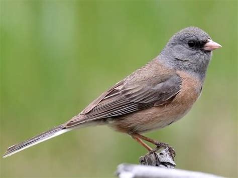 Dark-eyed Junco | Celebrate Urban Birds