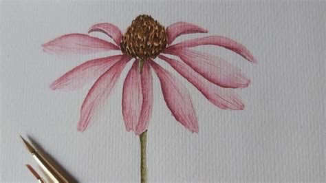 How To Paint Echinacea Or Coneflower Using Watercolour Watercolour