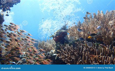 Lively Coral Reef Shallow Water Indonesia Raja Ampat School Of Anthias