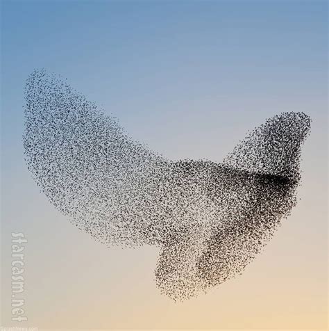 Starling Bird Flock