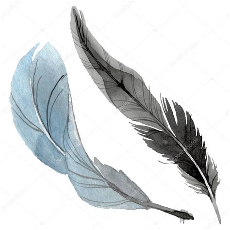 Pluma de pájaro de ala aislada Conjunto de ilustración de fondo