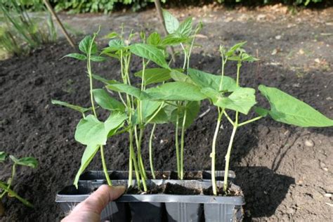 Stokslabonen Kweken Zo Doe Je Dat Groene Passies