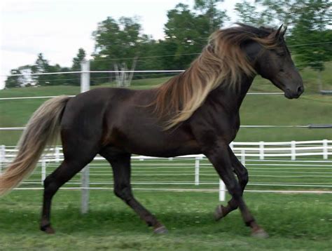 Rocky Mountain Horse - Alchetron, The Free Social Encyclopedia