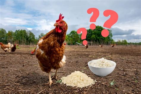 Chickens Can Eat Cooked And Uncooked Rice