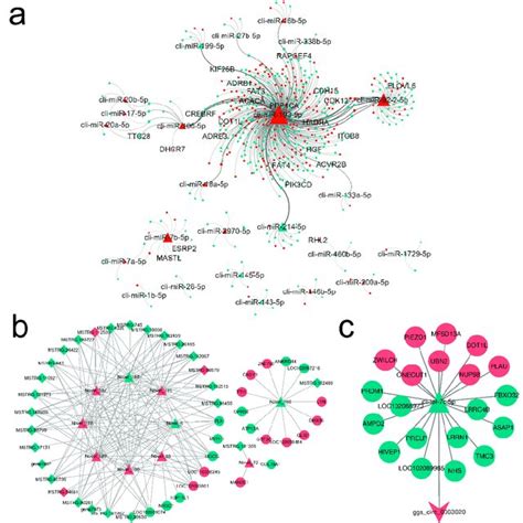 Top 10 Differentially Expression Mirnas Download Scientific Diagram