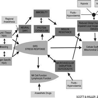 PDF Pathophysiology Of Major Surgery And The Role Of Enhanced