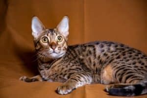 15 Savannah Cat Colors & Patterns (With Pictures) - Excited Cats