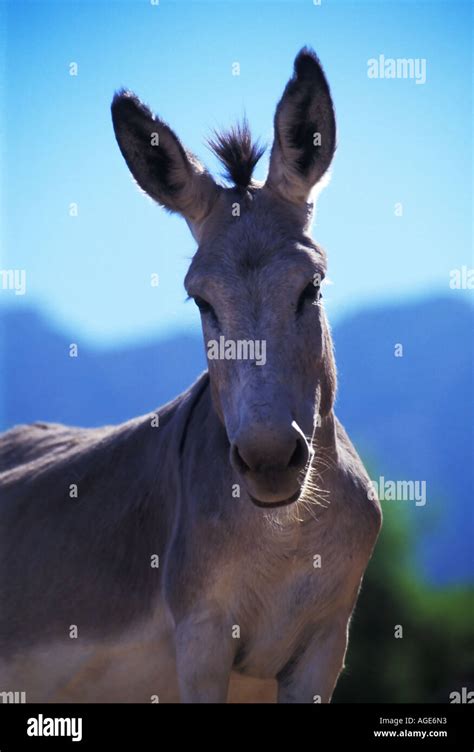 Themule Hi Res Stock Photography And Images Alamy