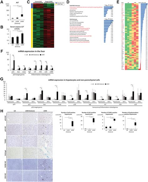 Mdm2 Deletion In Hepatocytes Induced P53 Activation And Liver Download Scientific Diagram