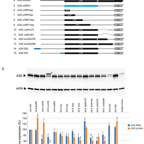 Schematic Representation Of The 5 UTR Of A3G MRNA The Secondary