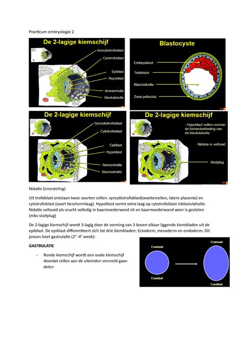 Practicum Embryologie Hypoblast Vormt Extra Laag Op Cytotrofoblast