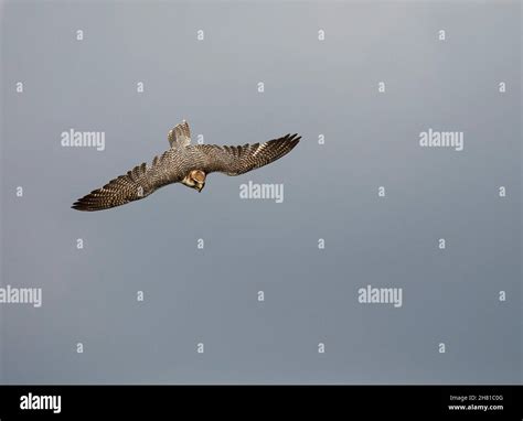 peregrine falcon flying Stock Photo - Alamy