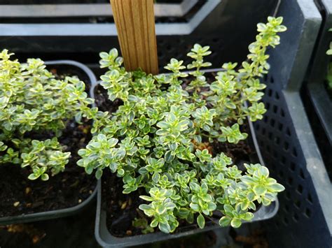 Thymus Citriodorus Aureus Staudengärtnerei Forssman