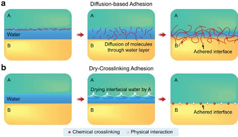 Figure From Hydration And Swelling Of Dry Polymers For Wet Adhesion