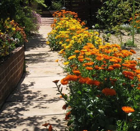 Quelles sont les plantes qui repoussent les taupes 7 espèces pour